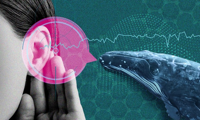 AI is decrypting animal speeches. Should we try to reply? AI is decrypting animal speeches. Should we try to reply?