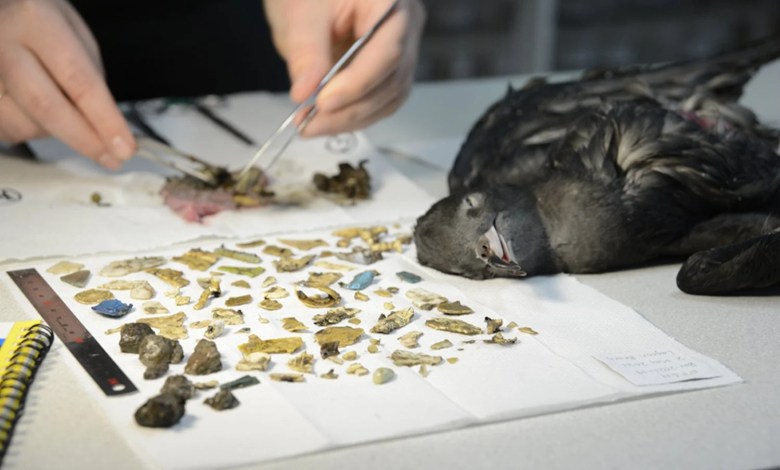 These birds are so stuffed with plastic that you can hear them shrink These birds are so stuffed with plastic that you can hear them shrink