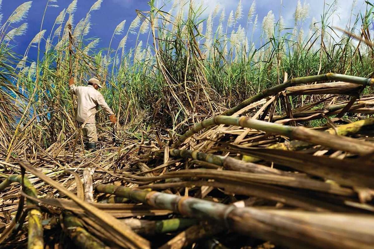 Sugar Prices Slip on Higher Sugar Output in India Sugar Prices Slip on Higher Sugar Output in India