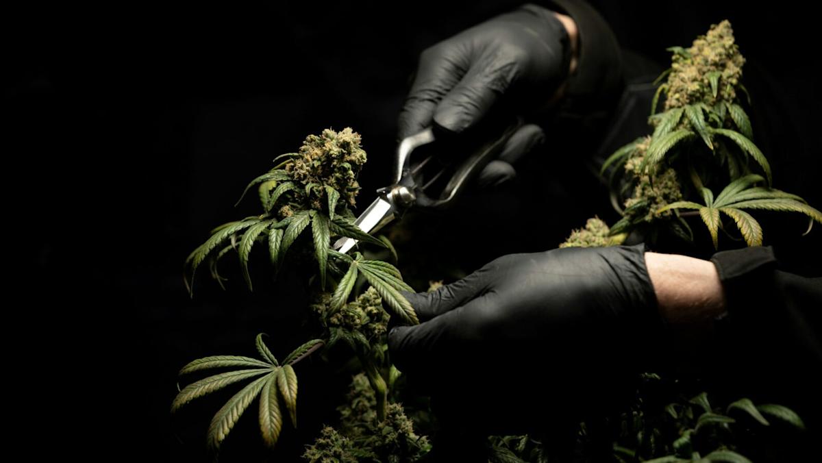 Cambria Cannabis ETF Closes Up Shop as Investor Interest Fades Cambria Cannabis ETF Closes Up Shop as Investor Interest Fades