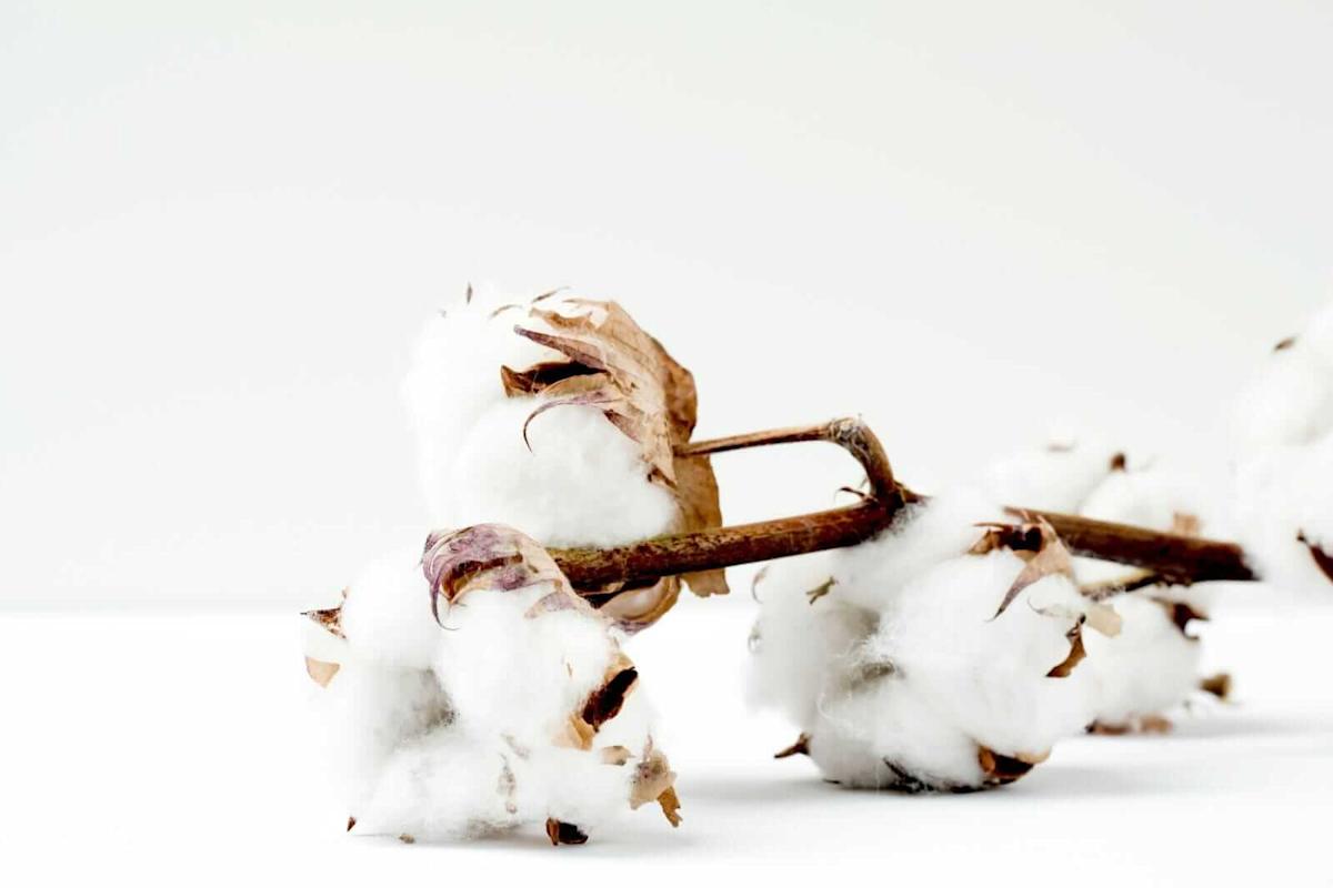 Cotton Rallies Back on Friday Cotton Rallies Back on Friday