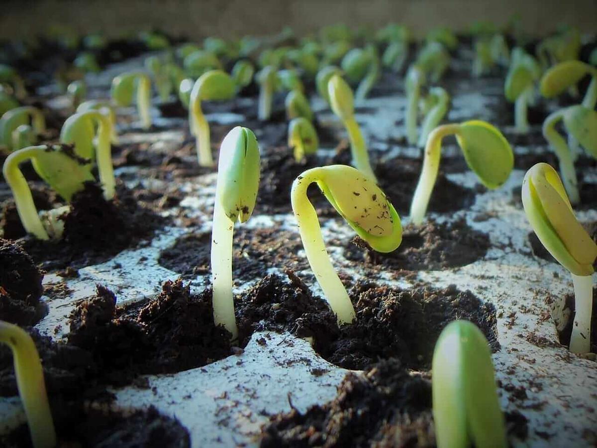 Soybeans Fall Lower on Wednesday with Product Pressure Soybeans Fall Lower on Wednesday with Product Pressure