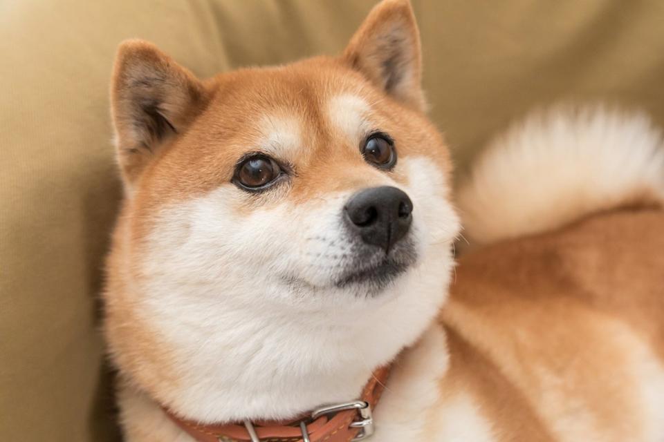 Where Will Dogecoin (DOGE) Be in 1 Year? Where Will Dogecoin (DOGE) Be in 1 Year?