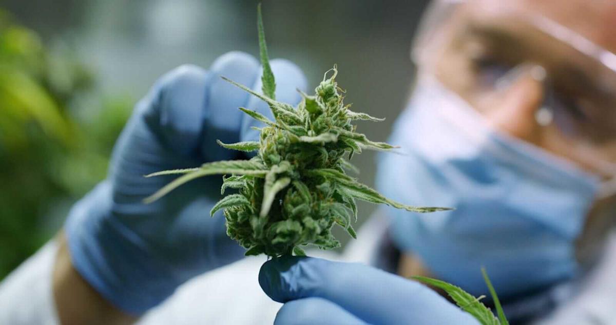 This Red-Hot Cannabis Stock Has Nearly Doubled in 2025. Should You Buy It Here? This Red-Hot Cannabis Stock Has Nearly Doubled in 2025. Should You Buy It Here?