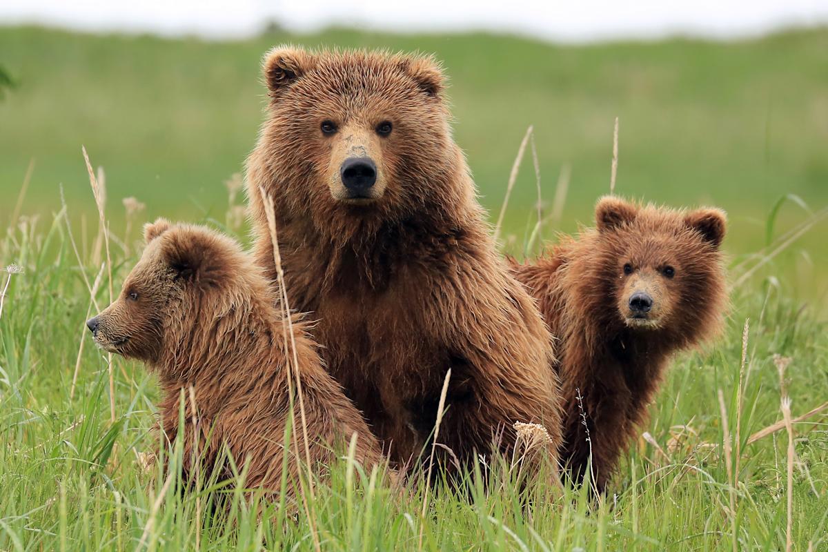 Why the definition of ‘bearish’ may vary for long-term investors Why the definition of ‘bearish’ may vary for long-term investors