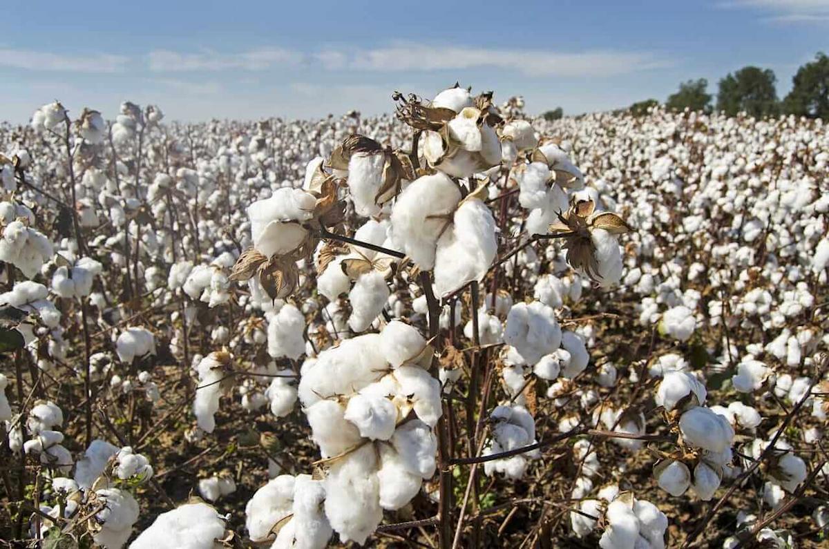 Cotton Bulls Make Strides on the week Despite Friday Pull Back Cotton Bulls Make Strides on the week Despite Friday Pull Back