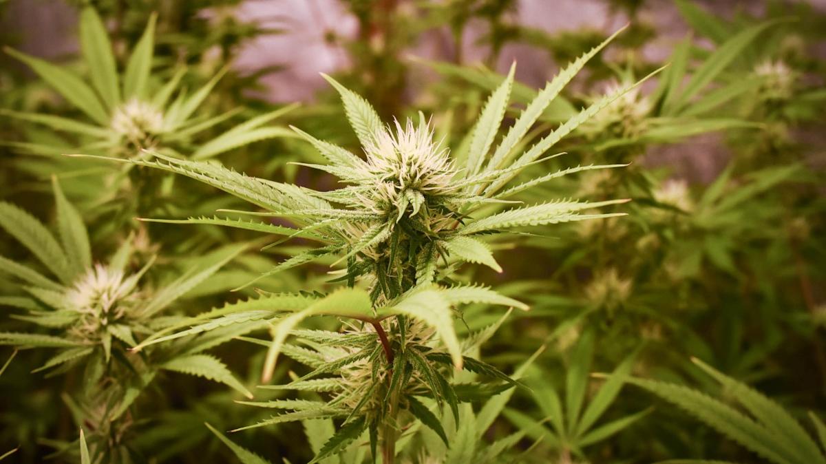 Trump to Ease Marijuana Regulation, S&P 500 (VOO) Flat Trump to Ease Marijuana Regulation, S&P 500 (VOO) Flat