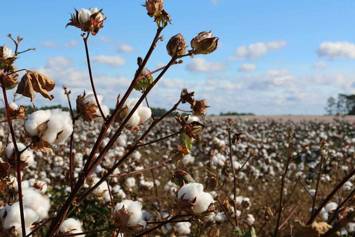 Cotton Slips to Start December Cotton Slips to Start December