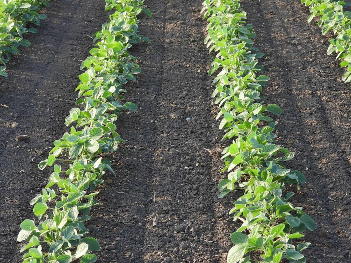 Soybeans Rally into the Weekend, Led by Meal Soybeans Rally into the Weekend, Led by Meal