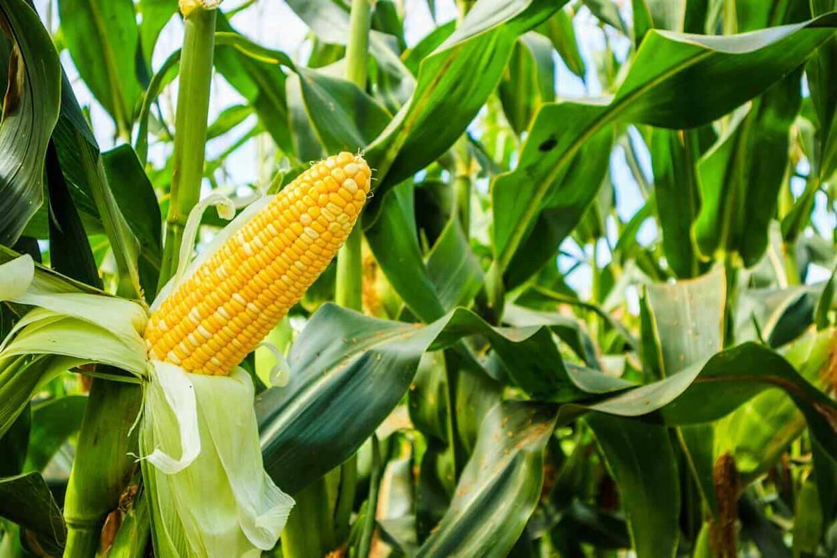 Corn Faces Weakness to Start 2026 Corn Faces Weakness to Start 2026