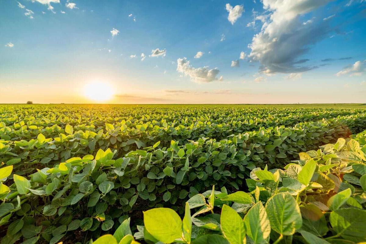 Soybeans Shrugging Off Overnight Weakness Soybeans Shrugging Off Overnight Weakness