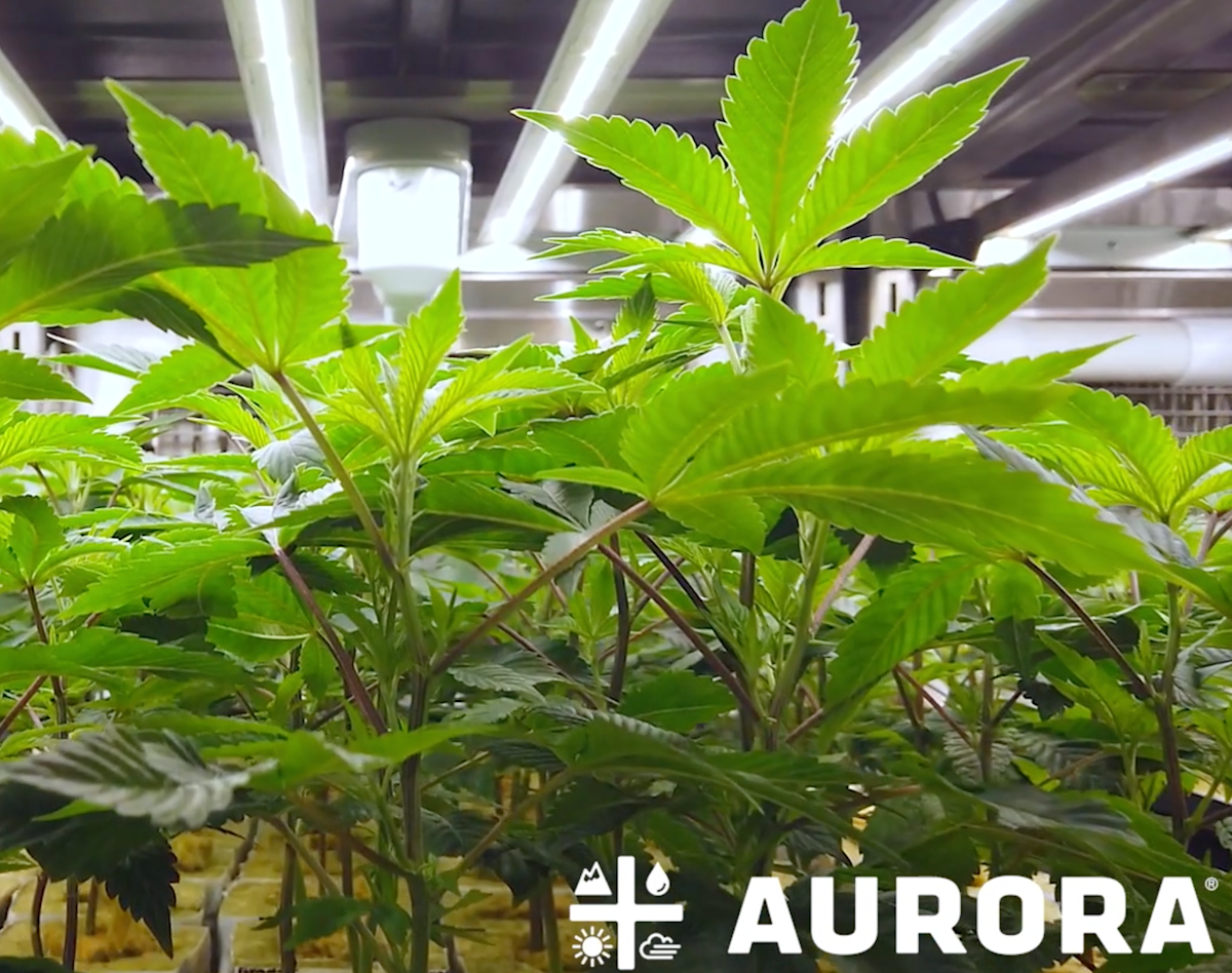 Aurora Cannabis Sparks Up the Top Line – Quarterly Update Report Aurora Cannabis Sparks Up the Top Line – Quarterly Update Report