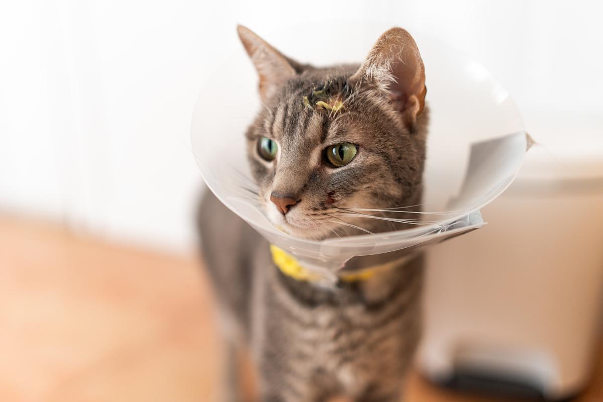 State Farm pet insurance review 2026: 1.7 out of 5 stars State Farm pet insurance review 2026: 1.7 out of 5 stars