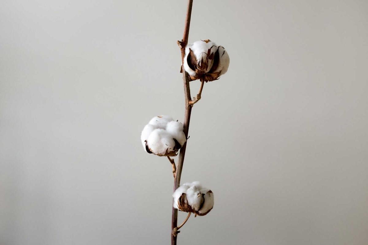 Cotton Sees Higher Trade on Friday Cotton Sees Higher Trade on Friday