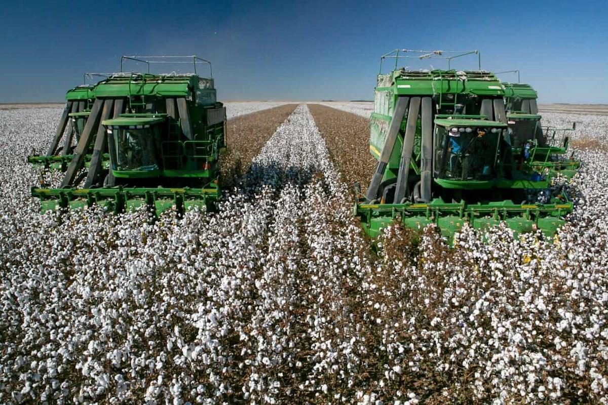 Cotton Popping Higher on Monday Cotton Popping Higher on Monday