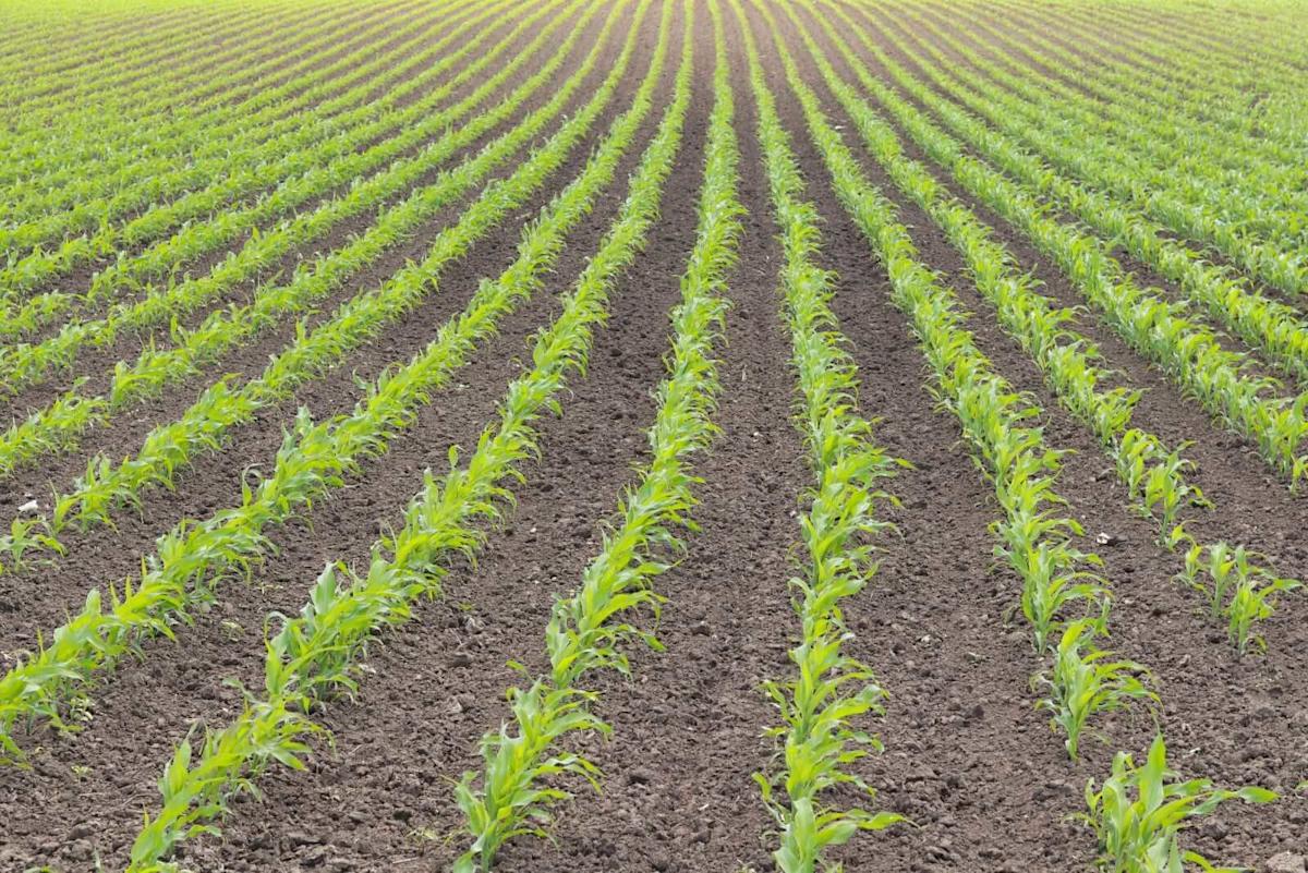 Corn Posts Slight Friday Losses Corn Posts Slight Friday Losses