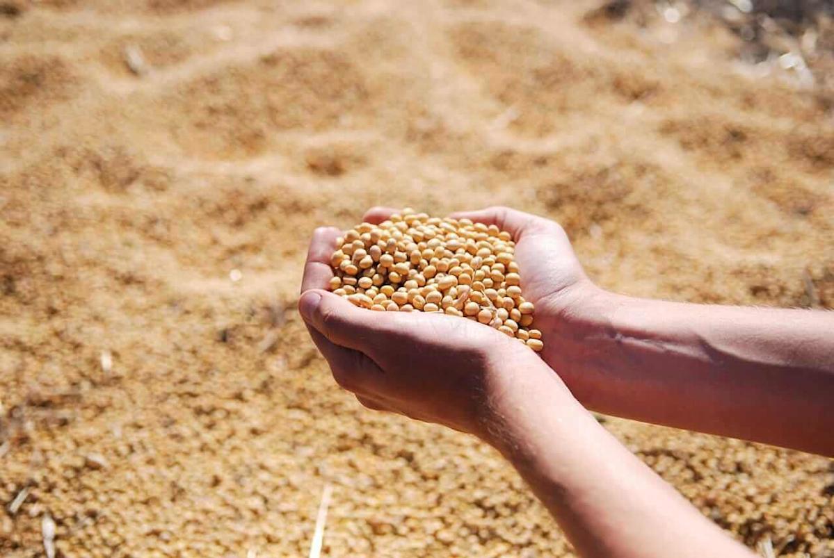 Soybeans Close Friday with Continued Weakness Soybeans Close Friday with Continued Weakness