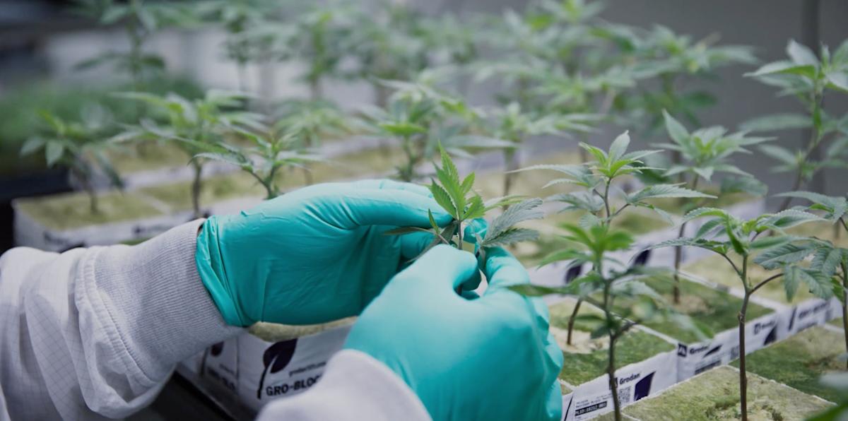 Medical Sales Boom Worldwide, Cash Flow to Swing Positive – Quarterly Update Report Medical Sales Boom Worldwide, Cash Flow to Swing Positive – Quarterly Update Report