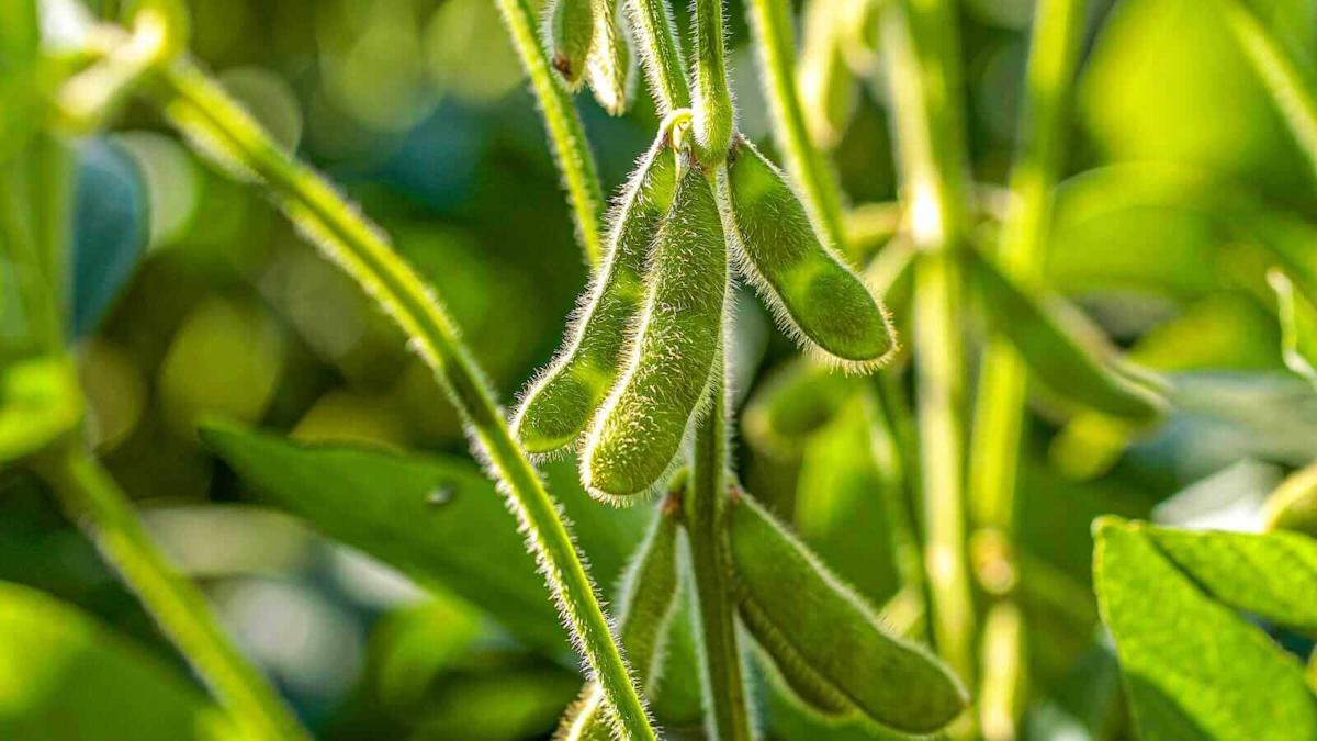 Soybeans Sell the Fact Following RVO Release Soybeans Sell the Fact Following RVO Release