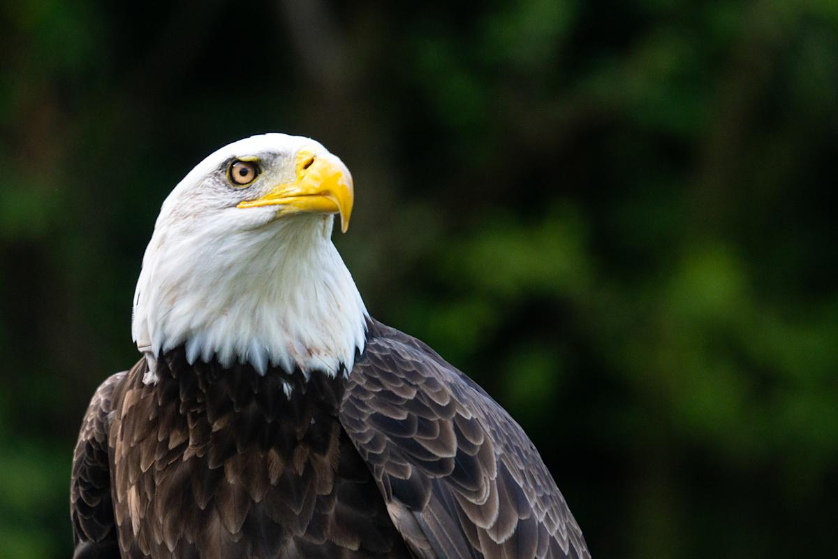 Why you can’t keep the US economy and stock market down for very long Why you can’t keep the US economy and stock market down for very long