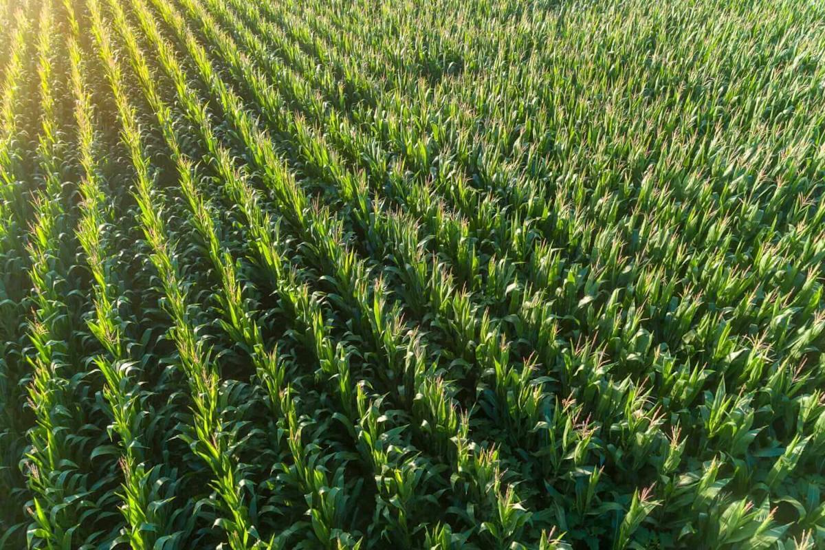 Corn Heads on the Higher Side of Unchanged to Close Out October Corn Heads on the Higher Side of Unchanged to Close Out October