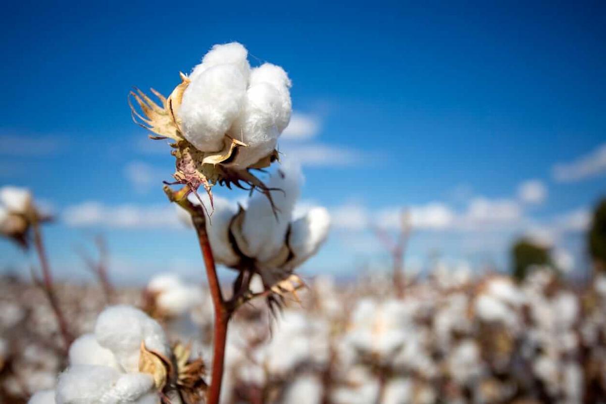 Did Cotton Prices Just Hit a Bottom After Falling to a 9-Week Low? Did Cotton Prices Just Hit a Bottom After Falling to a 9-Week Low?