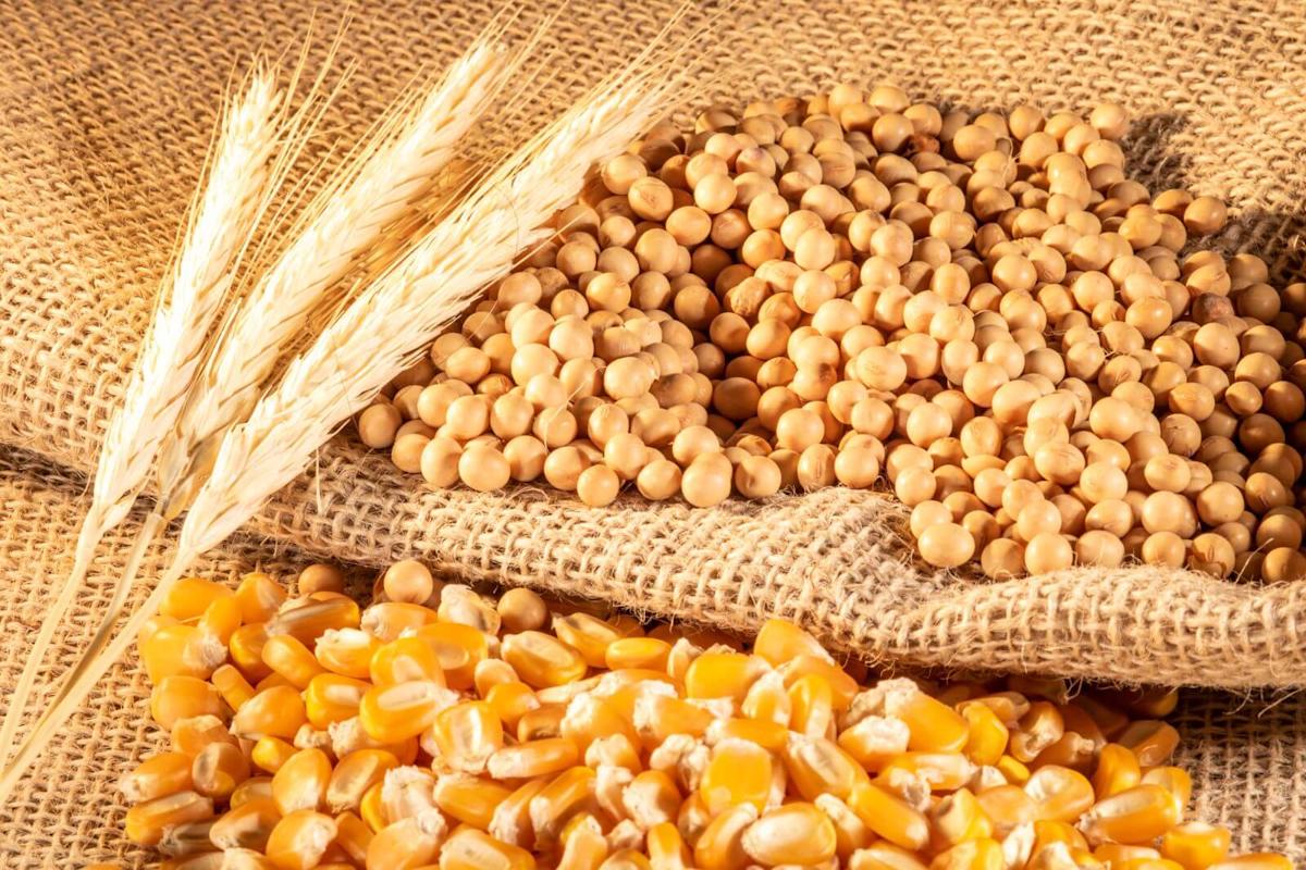 Could a Rate Cut, Inflation Spur Fund Buying in Wheat, Soybeans, and Corn? Could a Rate Cut, Inflation Spur Fund Buying in Wheat, Soybeans, and Corn?