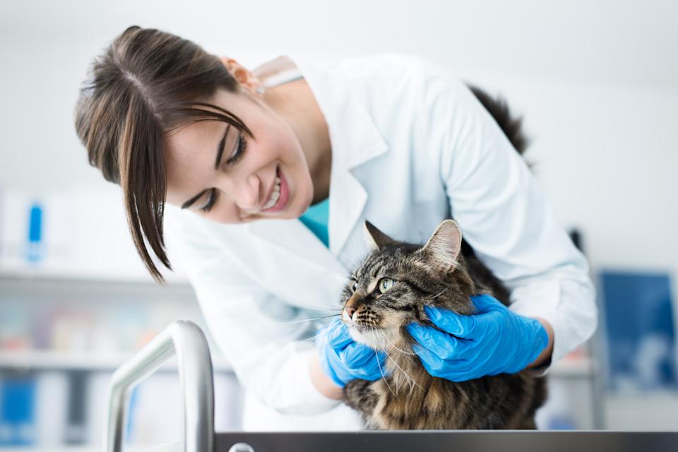 UBS Raises Petco Health and Wellness Company, Inc. (WOOF) Target Amid Growth Strategy UBS Raises Petco Health and Wellness Company, Inc. (WOOF) Target Amid Growth Strategy