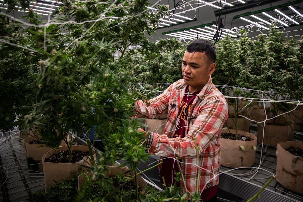 Why new cannabis companies face high barriers to entry Why new cannabis companies face high barriers to entry