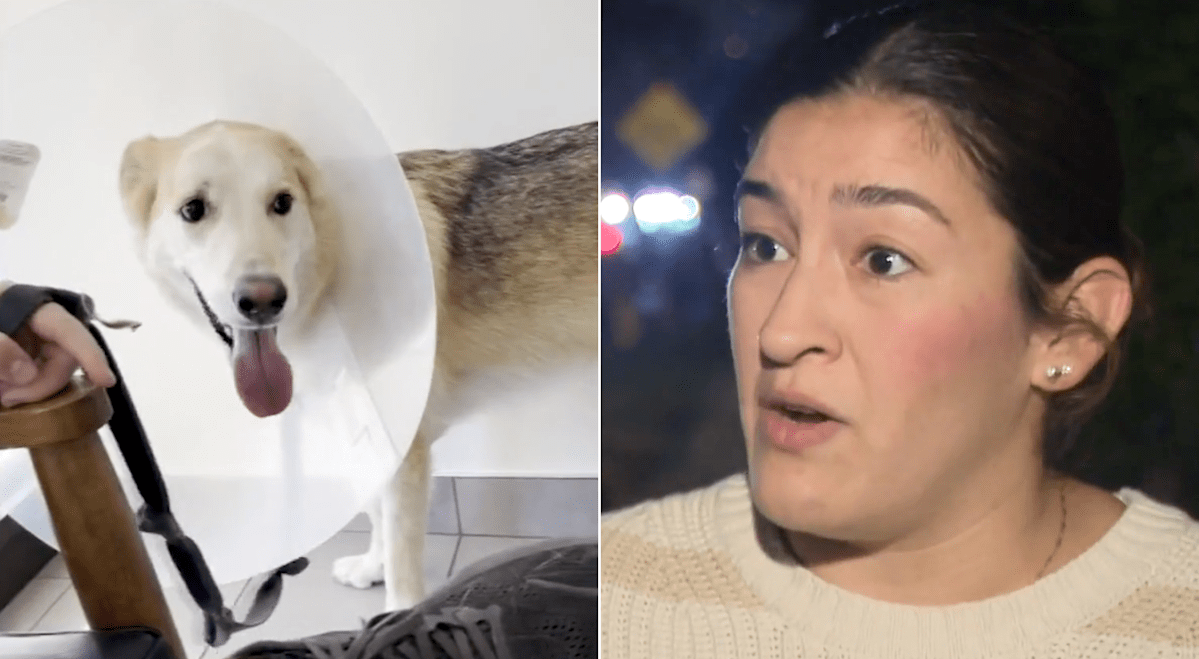 LA couple spent K on emergency vet fees after their dog ingested meth in an alley. How some pet owners keep costs down LA couple spent K on emergency vet fees after their dog ingested meth in an alley. How some pet owners keep costs down