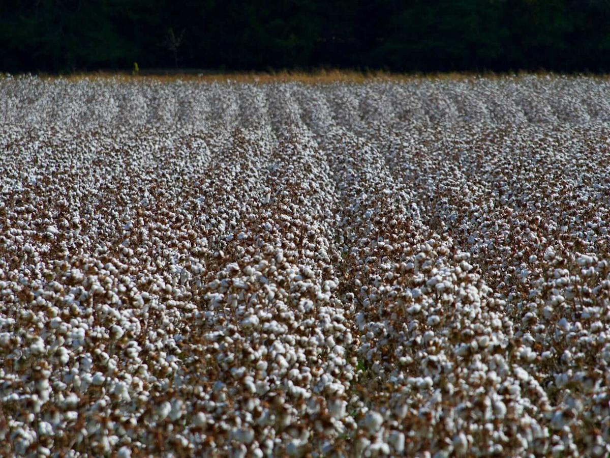 Cotton Closes Lower to End the Week Cotton Closes Lower to End the Week