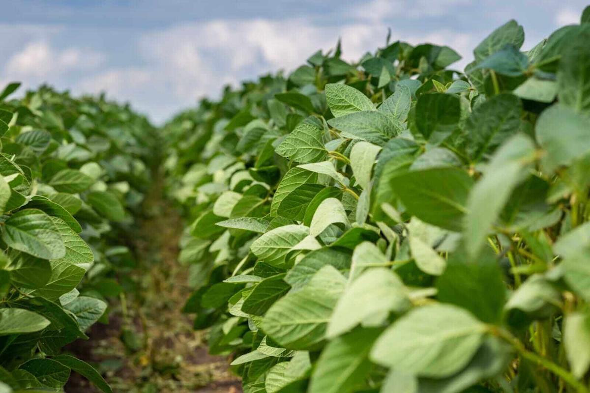 Soybeans Rally on Wednesday Soybeans Rally on Wednesday
