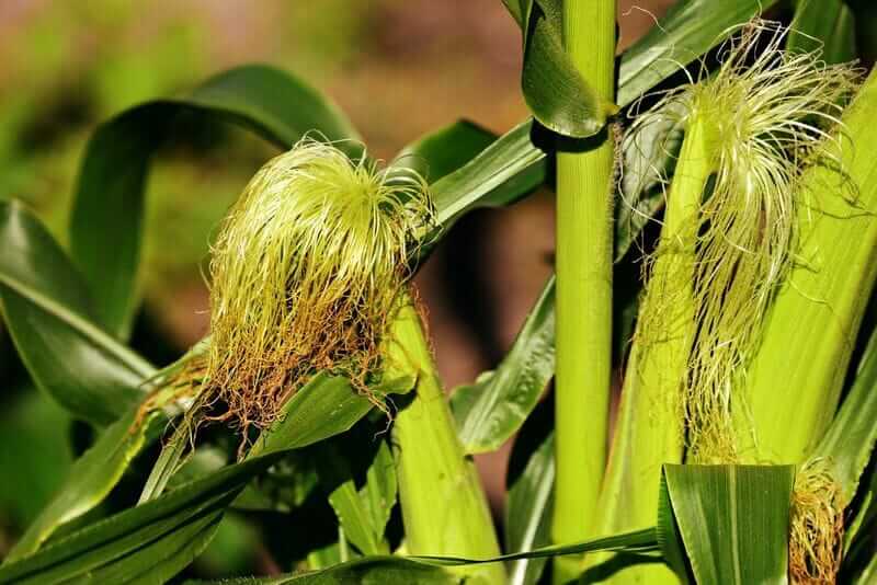 Corn Holding onto Tuesday Gains Corn Holding onto Tuesday Gains