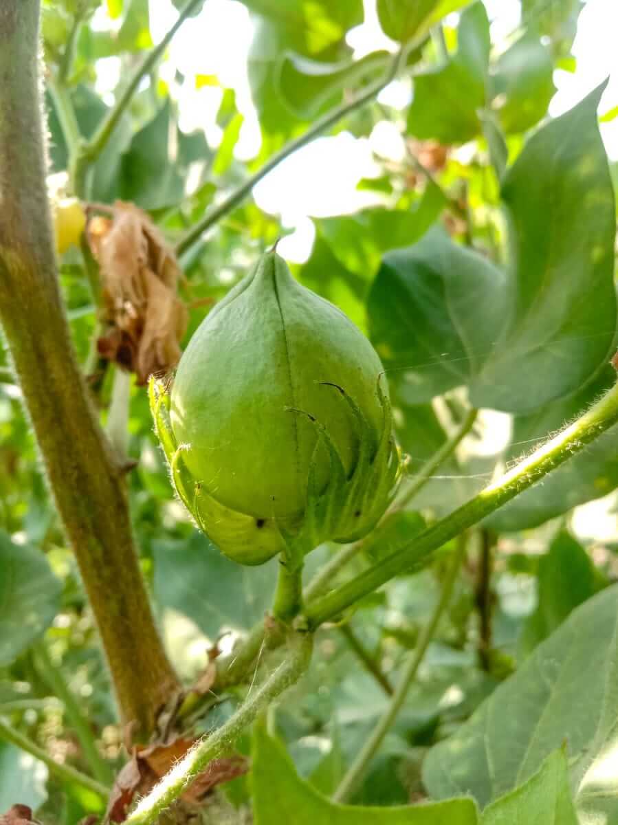 Cotton Turning Higher on Tuesday Cotton Turning Higher on Tuesday