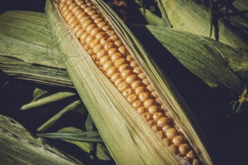 Corn Slips Lower into the Close Corn Slips Lower into the Close