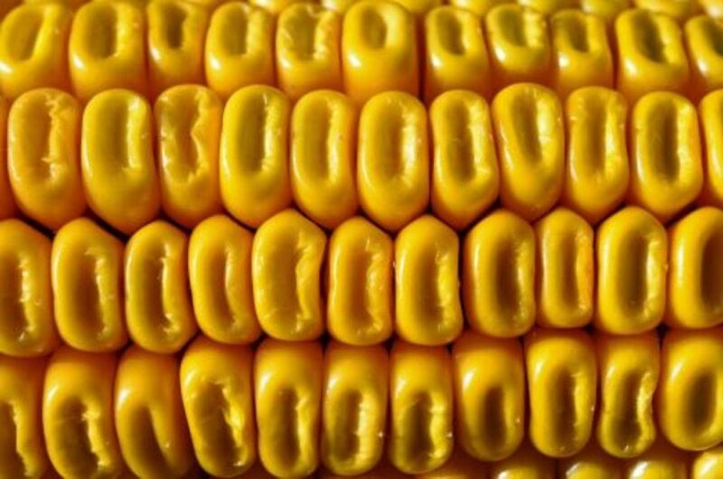 Corn Closes Friday with Gains to Round Out the Week Corn Closes Friday with Gains to Round Out the Week