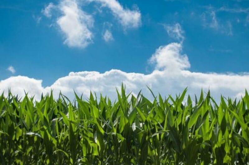 Corn Closes with Losses Despite Export Business Corn Closes with Losses Despite Export Business