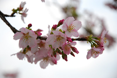 微软希望在斯德哥尔摩 Exergi 捕获二氧化碳 微软希望在斯德哥尔摩 Exergi 捕获二氧化碳