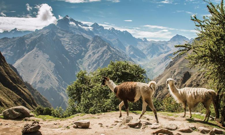 How to plan a family trip in the footsteps of Paddington Bear, from London to Peru How to plan a family trip in the footsteps of Paddington Bear, from London to Peru