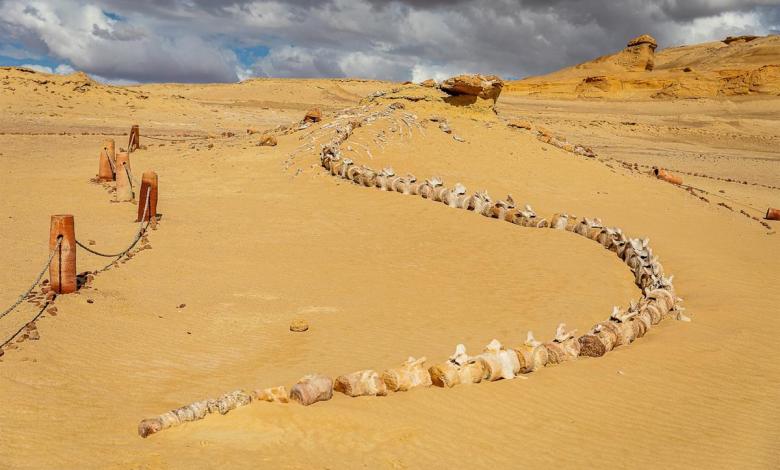 Visit Egypt’s Valley of the Whales for a window into evolutionary history Visit Egypt’s Valley of the Whales for a window into evolutionary history