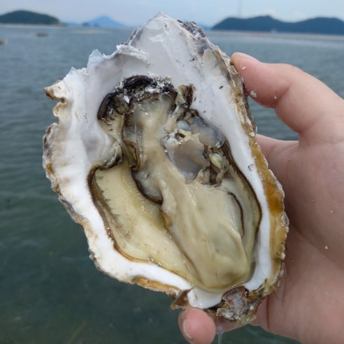 [싱싱냠냠] 프리미엄 삼배체굴 대왕굴 통영생굴 석화굴 바위굴, 1박스, 1kg(2-3미)