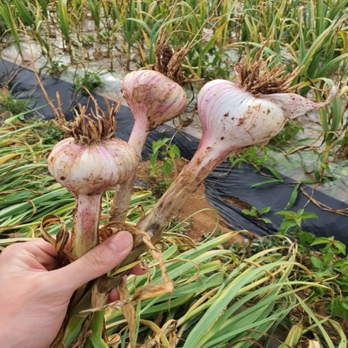 농랑부랑 2024년 첫 수확서산 육쪽마늘 햇마늘 통마늘 저장마늘 한접 반접, 중, 반접(50개), 1개