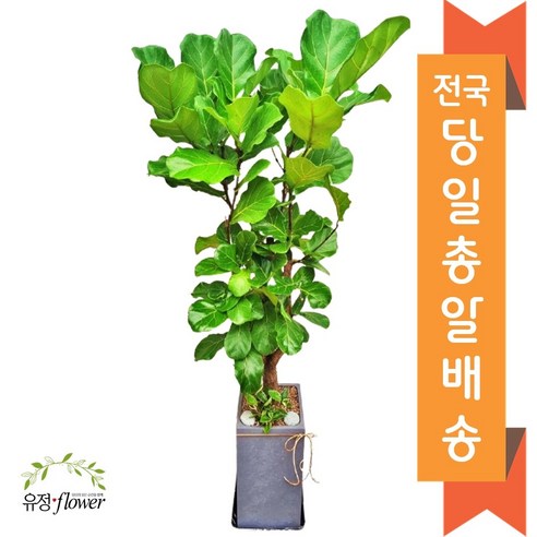 고급대형 화분 개업 축하 화분 전국 당일배송, 02. 뱅갈고무나무, 1개