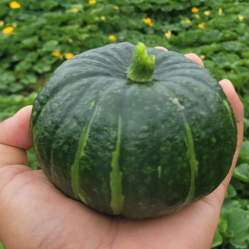 제주에서 직접 보내는 미니 밤호박, 1개, 2kg