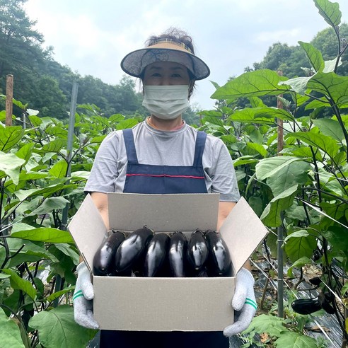 국내산 햇가지 축양 가지 여주 산지직송 특상품, 여주 가지 특상품, 2kg