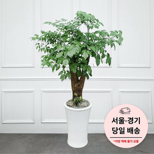 kkochbaguni baedal gaeeob hwabun eobeoinal seoul kkochbaedal saeng il