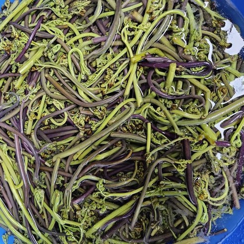 제주 고사리 건고사리 햇고사리 제주도말린 24년, 100g, 6개