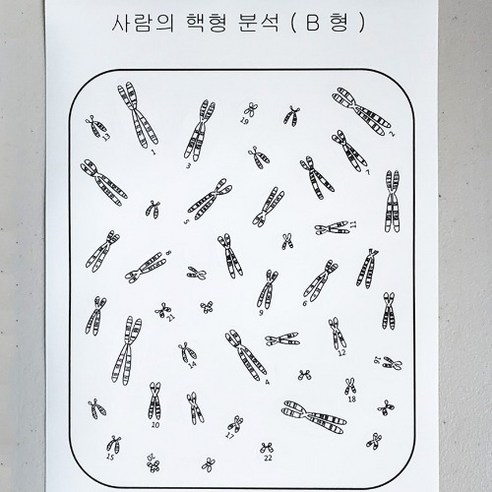 (사이언스마켓)사람의 핵형분석 스티커 세트팩(10세트/팩)60인용, 1개