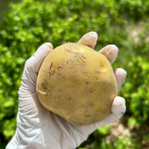 탐나유 국내산 수미 감자 햇감자, 10kg (대), 1개