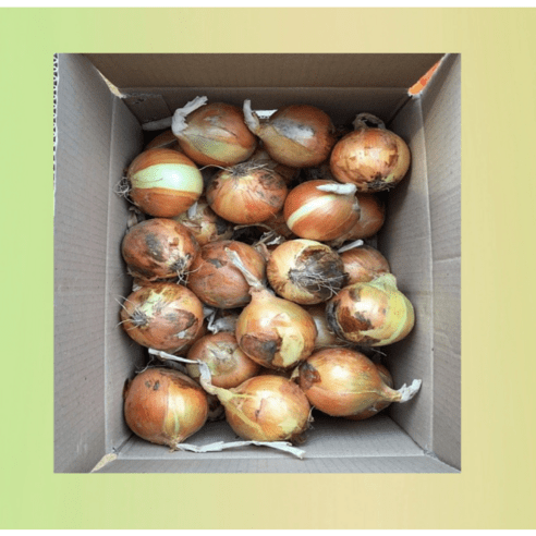 2023년 수확한 양파 햇양파 최상품 3kg 5kg 10kg, 00. 3kg(특소), 1개